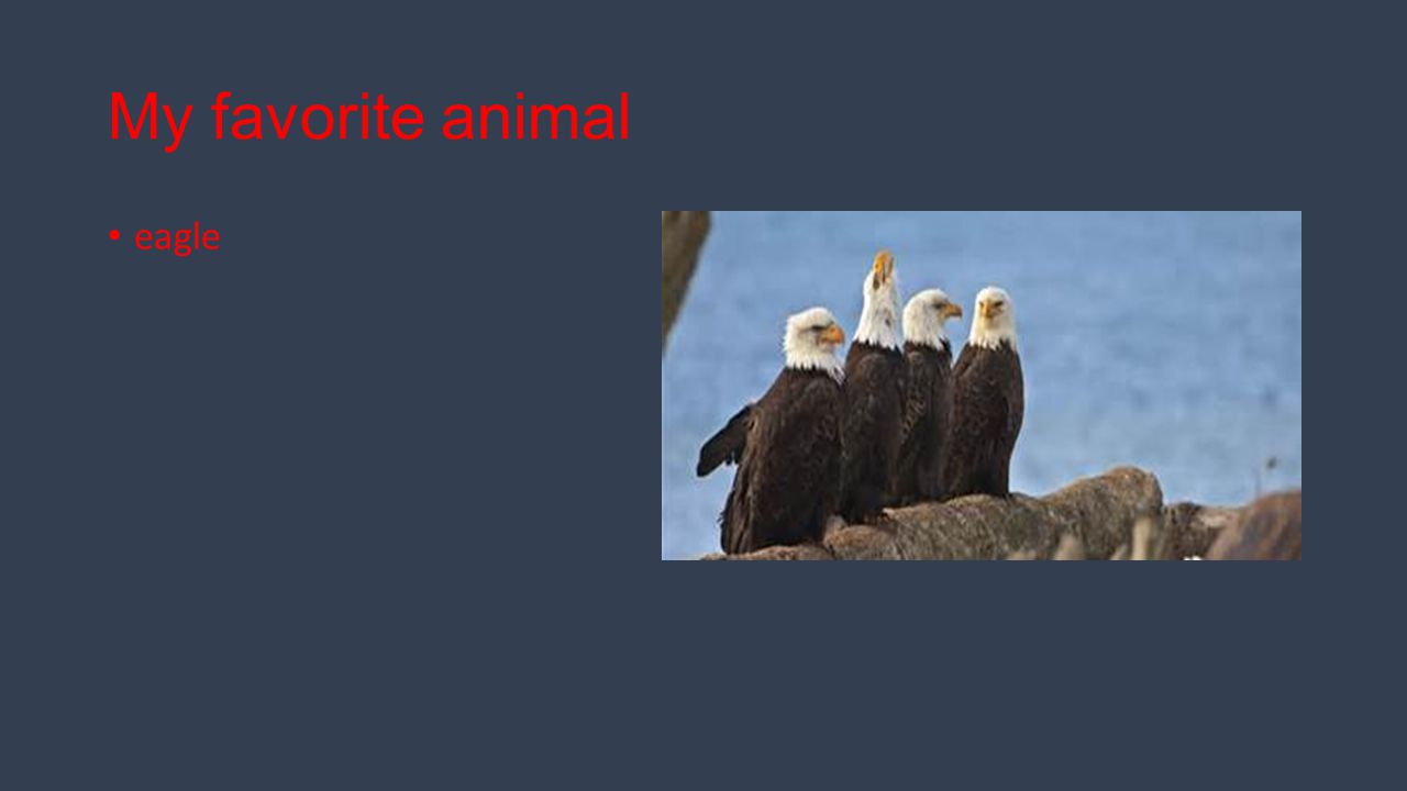 My favorite animal eagle