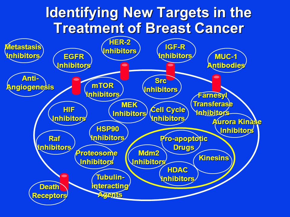 Identifying New Targets in the Treatment of Breast Cancer Death Receptors Tubulin- interacting Agents HDAC Inhibitors Metastasis Inhibitors Anti- Angiogenesis HER-2 Inhibitors IGF-R Inhibitors MUC-1 Antibodies Proteosome Inhibitors mTOR Inhibitors Farnesyl Transferase Inhibitors Mdm2 Inhibitors Pro-apoptotic Drugs Kinesins Aurora Kinase Inhibitors MEK Inhibitors HIF Inhibitors Raf Inhibitors EGFR Inhibitors HSP90 Inhibitors Src Inhibitors Cell Cycle Inhibitors