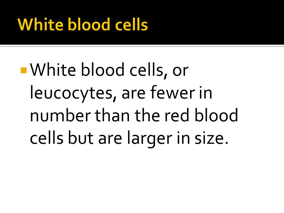  White blood cells, or leucocytes, are fewer in number than the red blood cells but are larger in size.