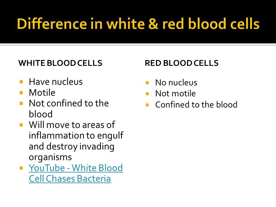 WHITE BLOOD CELLS  Have nucleus  Motile  Not confined to the blood  Will move to areas of inflammation to engulf and destroy invading organisms  YouTube - White Blood Cell Chases Bacteria YouTube - White Blood Cell Chases Bacteria RED BLOOD CELLS  No nucleus  Not motile  Confined to the blood