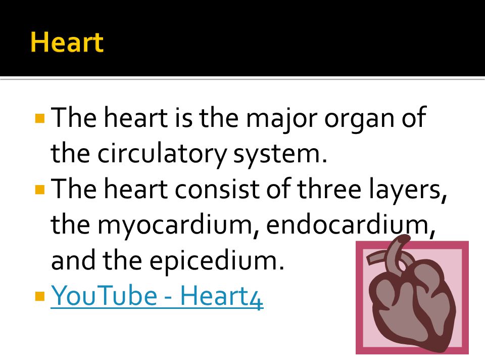  The heart is the major organ of the circulatory system.