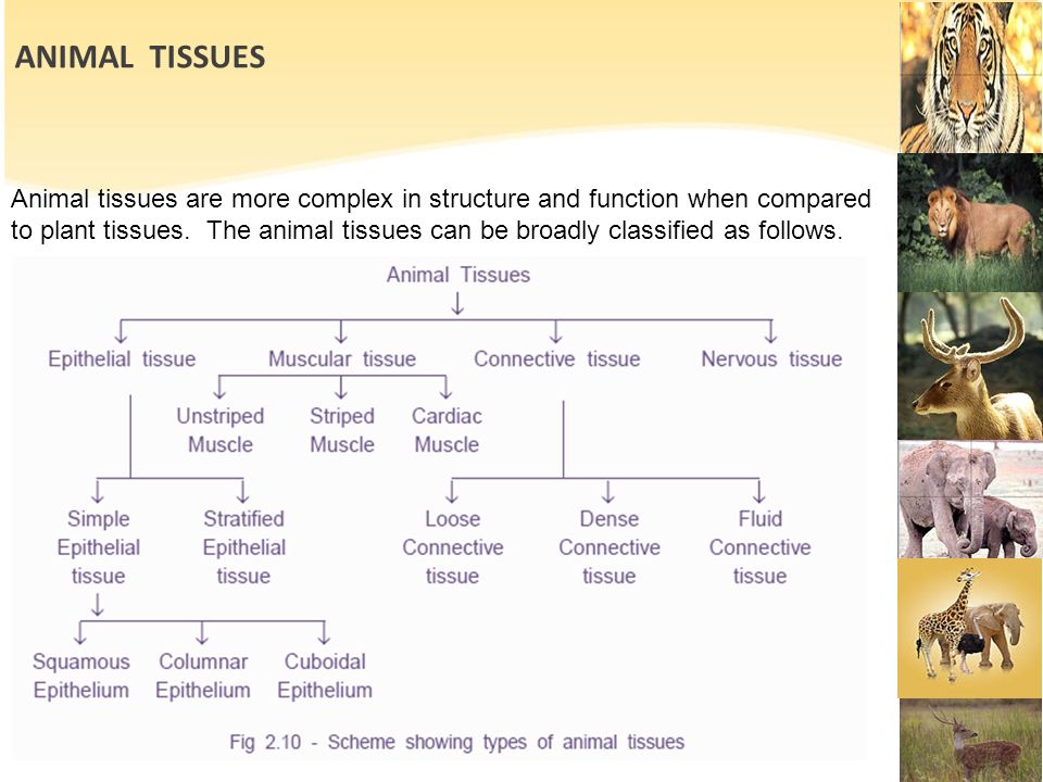 STUDY OF CELLS - TISSUES BIOLOGY 10TH GRADE. TISSUES Tissues : Groups of  cells which have a common origin, with similar structure and function. They  exhibit. - ppt download