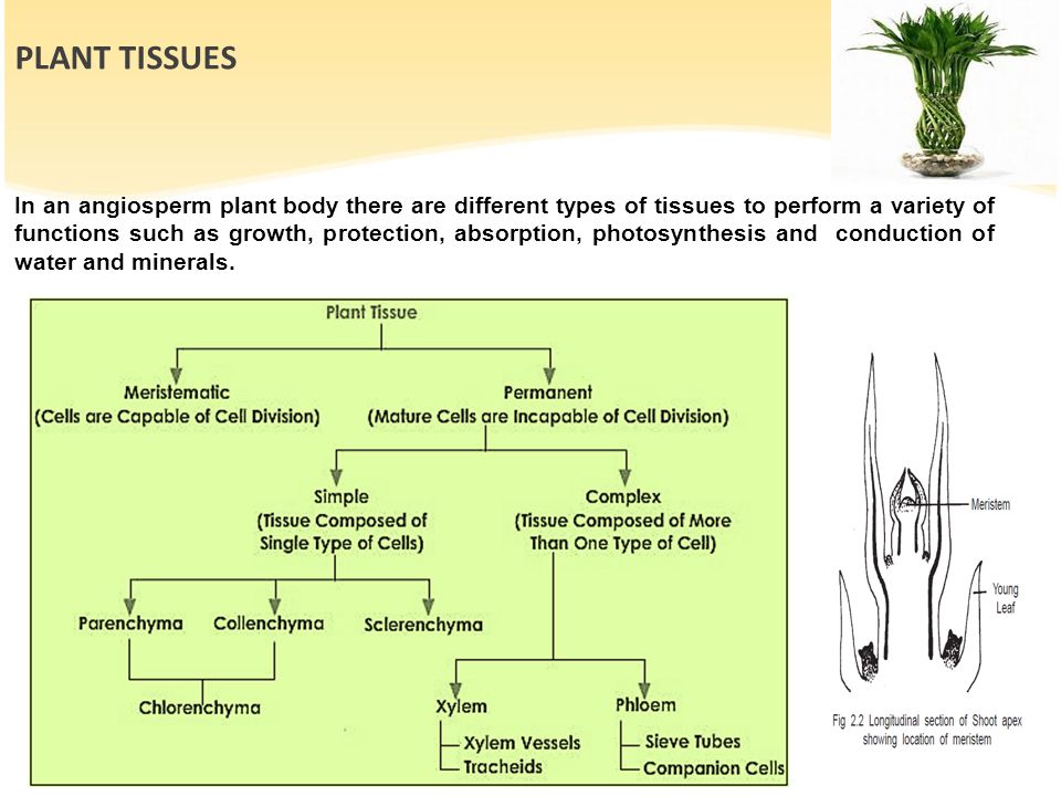 Plant body. Каркас растений биология 10 класс. Plant Tissue Types. Таблица каркас растений. Структура систем биологии конспект.