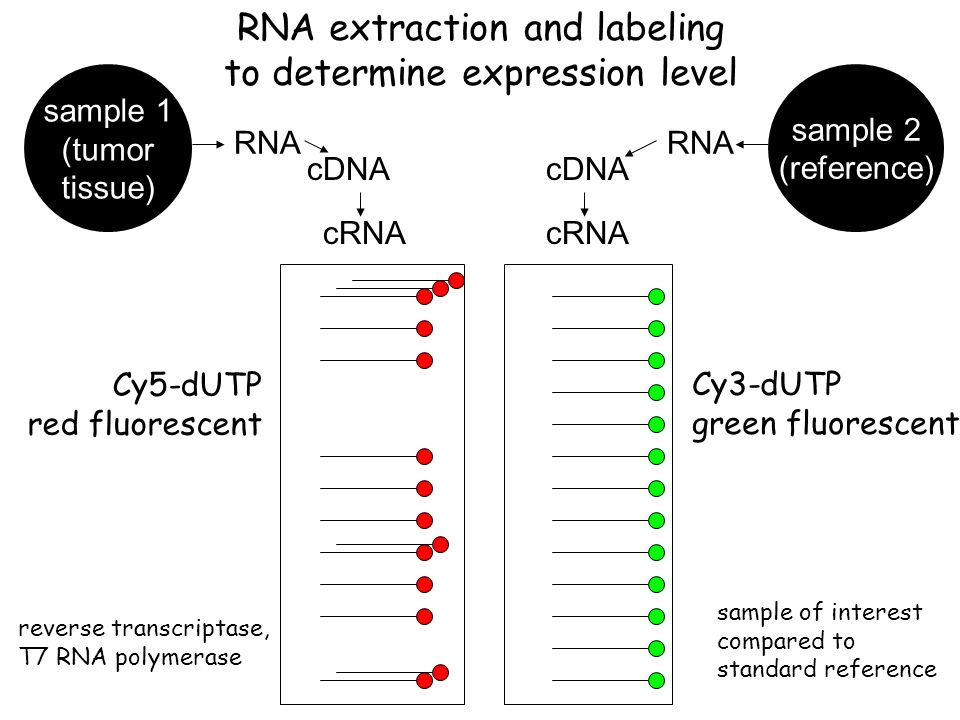 Cy3-dUTP green fluorescent reverse transcriptase, T7 RNA polymerase Cy5-dUTP red fluorescent cRNA sample 2 (reference) RNA cDNA sample 1 (tumor tissue) RNA cDNA cRNA RNA extraction and labeling to determine expression level sample of interest compared to standard reference