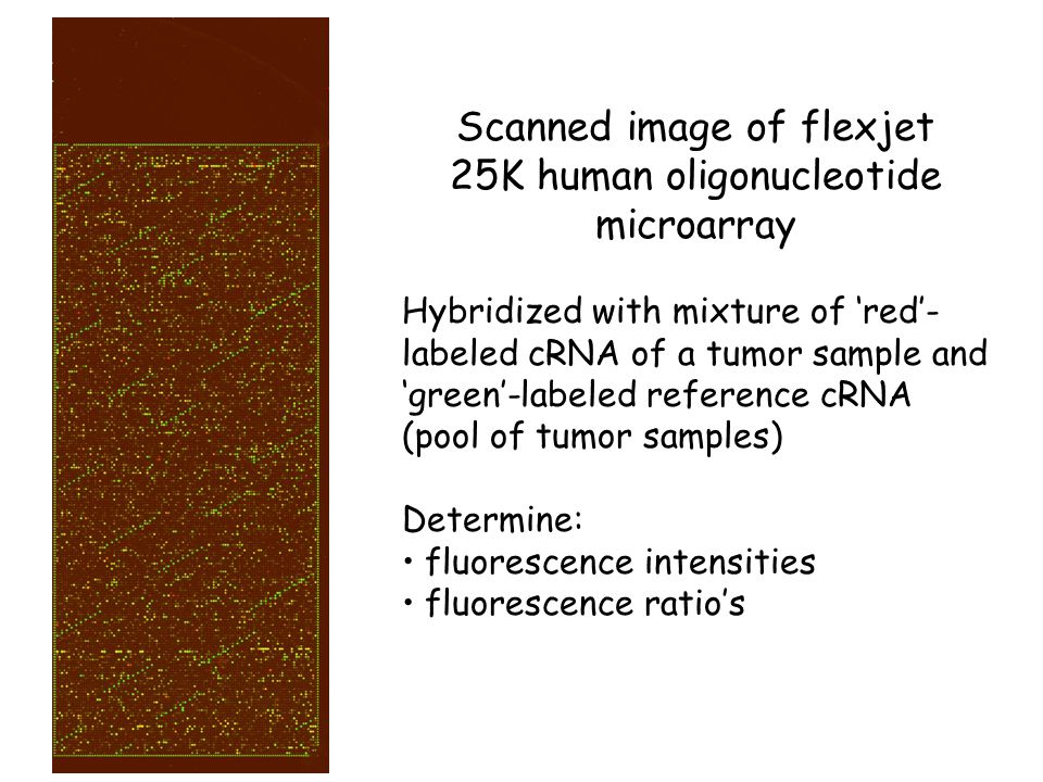 Scanned image of flexjet 25K human oligonucleotide microarray Hybridized with mixture of ‘red’- labeled cRNA of a tumor sample and ‘green’-labeled reference cRNA (pool of tumor samples) Determine: fluorescence intensities fluorescence ratio’s