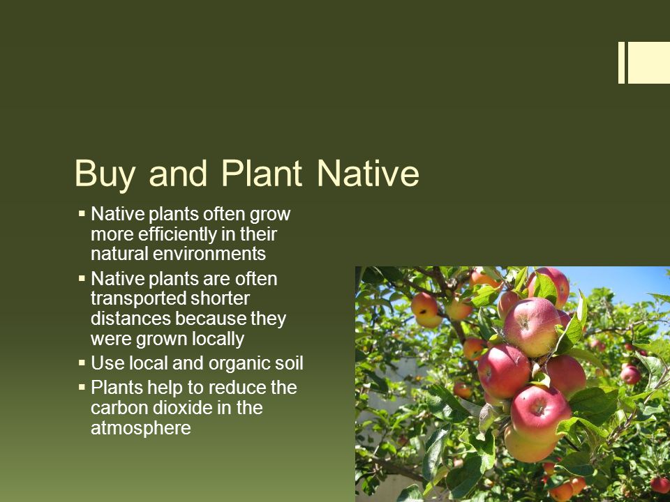 Buy and Plant Native  Native plants often grow more efficiently in their natural environments  Native plants are often transported shorter distances because they were grown locally  Use local and organic soil  Plants help to reduce the carbon dioxide in the atmosphere