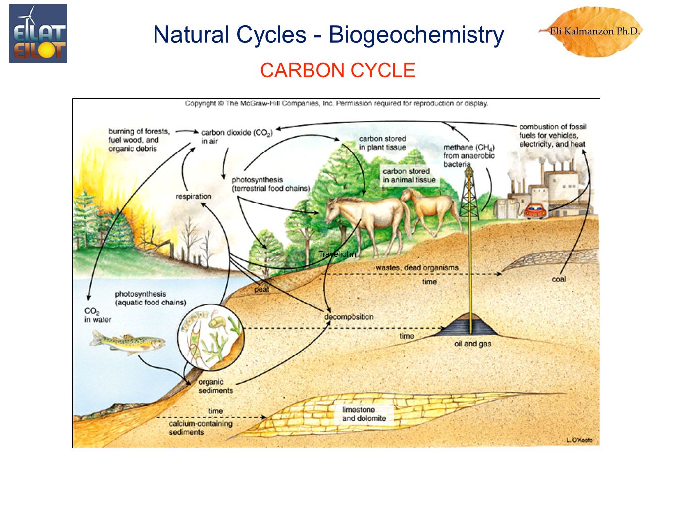 CARBON CYCLE Traveljohn Natural Cycles - Biogeochemistry