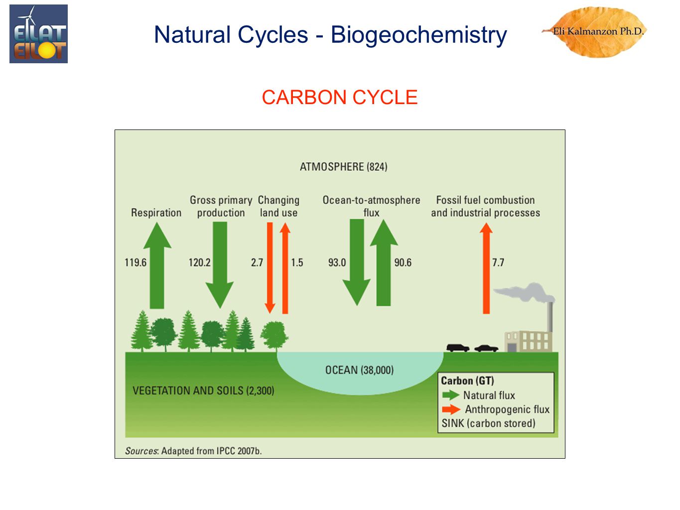 CARBON CYCLE Natural Cycles - Biogeochemistry