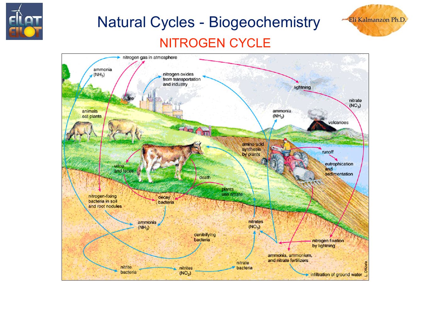 NITROGEN CYCLE Natural Cycles - Biogeochemistry