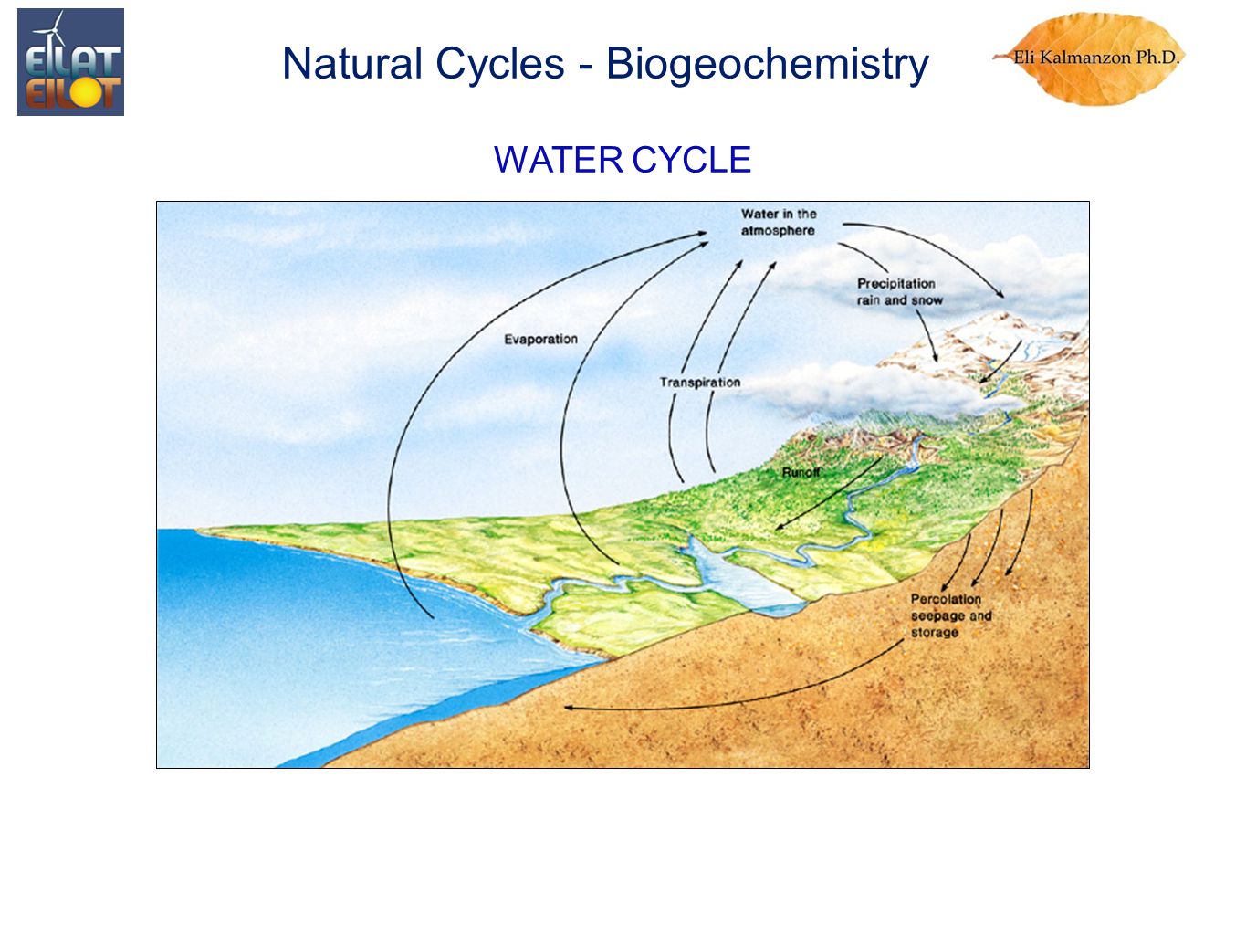 WATER CYCLE Natural Cycles - Biogeochemistry
