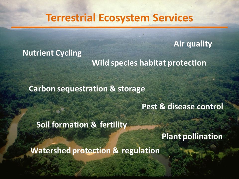 Carbon sequestration & storage Soil formation & fertility Plant pollination Watershed protection & regulation Pest & disease control Wild species habitat protection Nutrient Cycling Terrestrial Ecosystem Services Air quality