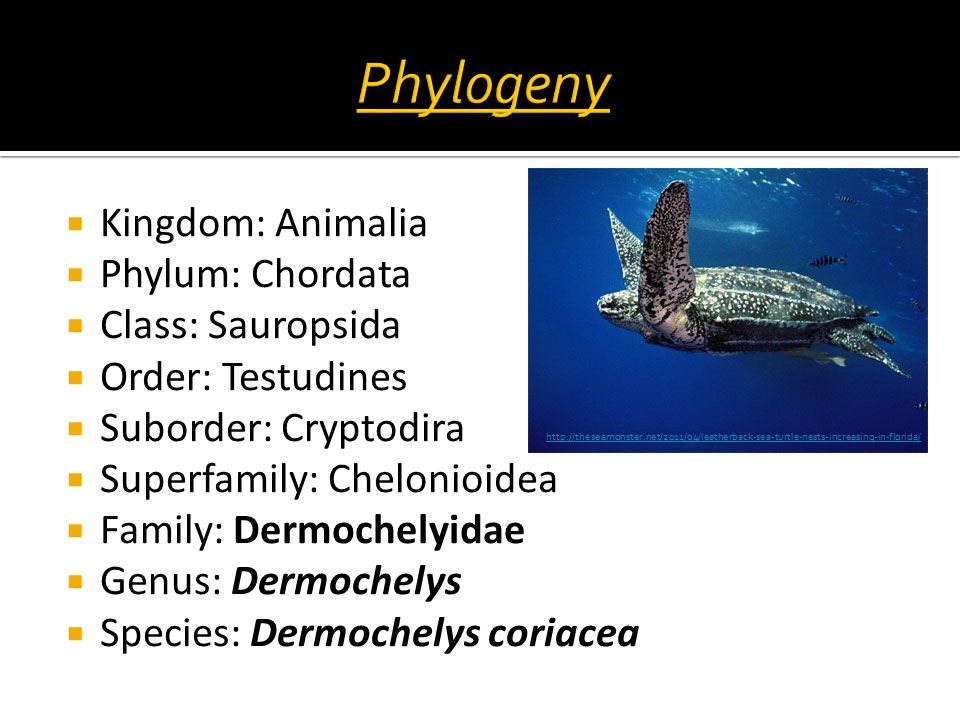 Synopsis of the biological data on the leatherback sea turtle (dermochelys  coriacea) Biological Technical Publication BTP-R4015-2012 - Documents -  USFWS National Digital Library