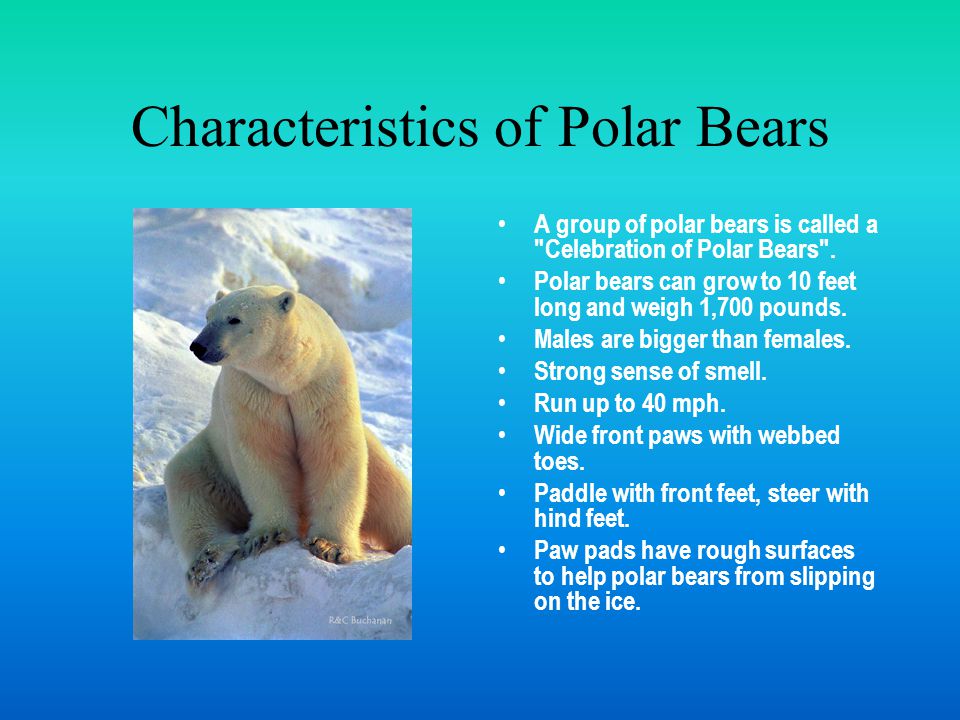 Arctic Animals Polar Bears Characteristics of Polar Bears A group of polar  bears is called a "Celebration of Polar Bears". Polar bears can grow to ppt  download