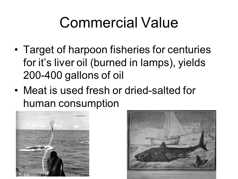 Commercial Value Target of harpoon fisheries for centuries for it’s liver oil (burned in lamps), yields gallons of oil Meat is used fresh or dried-salted for human consumption