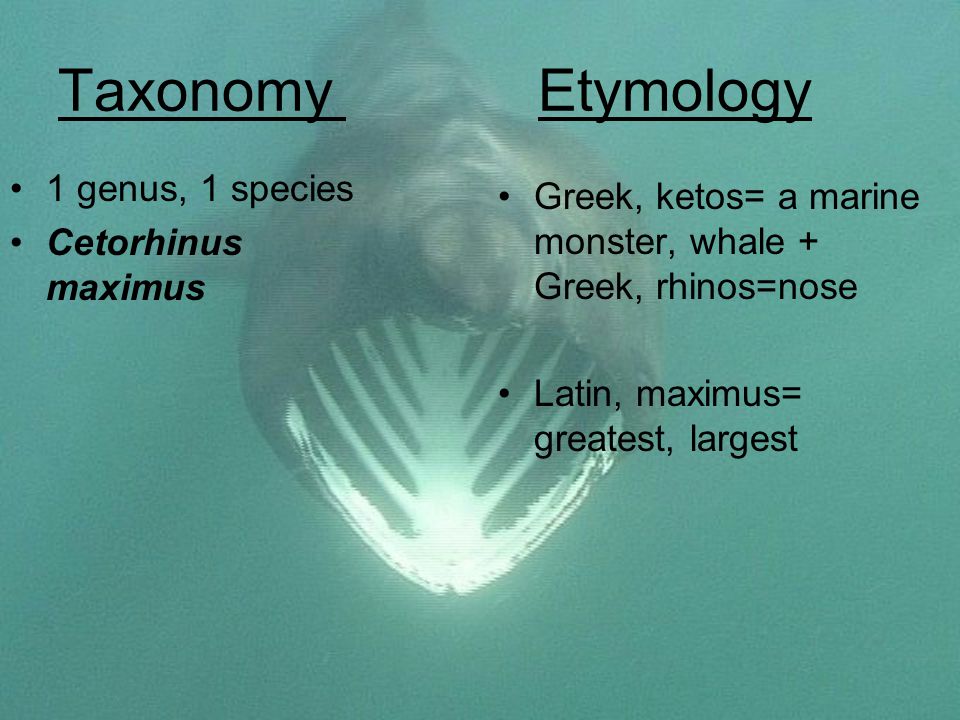 TaxonomyEtymology 1 genus, 1 species Cetorhinus maximus Greek, ketos= a marine monster, whale + Greek, rhinos=nose Latin, maximus= greatest, largest