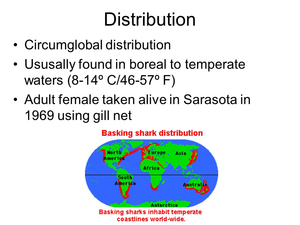 Distribution Circumglobal distribution Ususally found in boreal to temperate waters (8-14º C/46-57º F) Adult female taken alive in Sarasota in 1969 using gill net