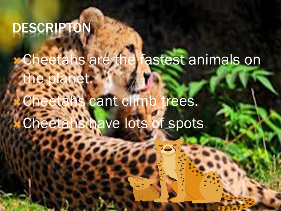 Africa's fastest animal..     FACTS  . - ppt download