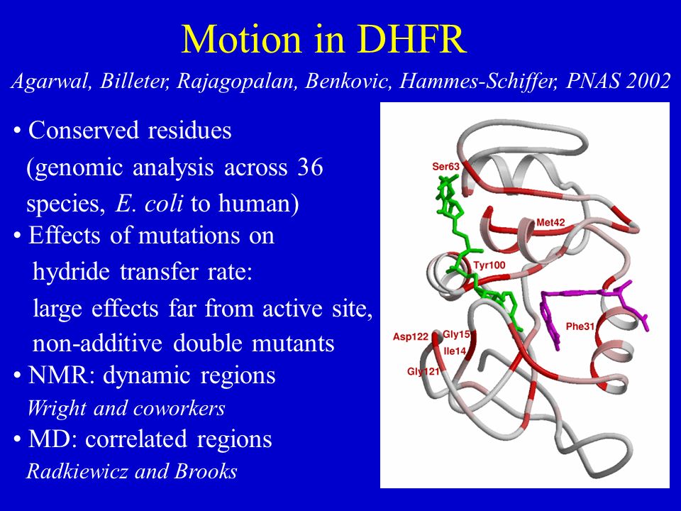 Motion in DHFR Conserved residues (genomic analysis across 36 species, E.