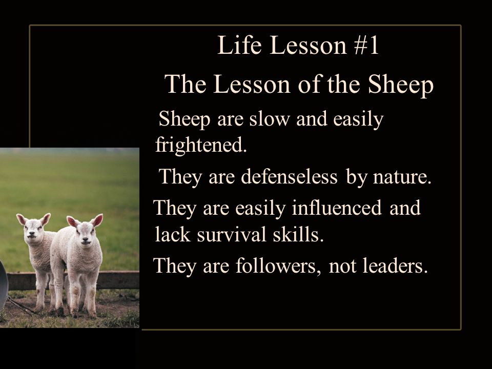Life Lesson #1 The Lesson of the Sheep Sheep are slow and easily frightened.