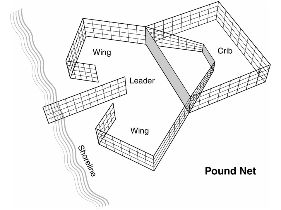 Fishing Methods Traditional analogues for modern methods Spears, arrows  Active traps Passive traps, fish ponds Hooks Active nets Passive nets  Inland & - ppt download