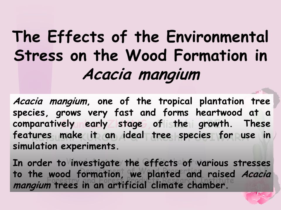 The Effects of the Environmental Stress on the Wood Formation in Acacia mangium Chunhua ZHANG, Hisashi ABE Katsushi KURODA & Takeshi FUJIWARA Wood Anatomy and Quality Laboratory Department of Wood Properties Forestry and Forest Products Research Institute Acacia mangium, one of the tropical plantation tree species, grows very fast and forms heartwood at a comparatively early stage of the growth.