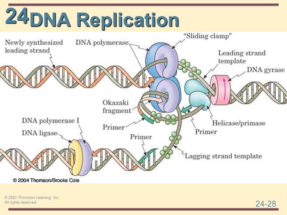 © 2003 Thomson Learning, Inc. All rights reserved DNA Replication