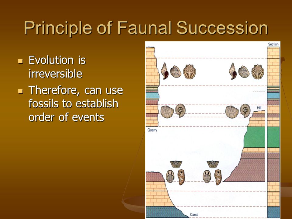Succession principle of faunal Law of