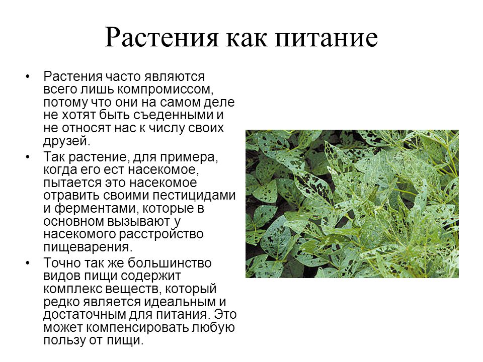 Пища из растений примеры 3 Strong Reasons to Purchase Organic Fruits and Vegetables from Reputed Supplier