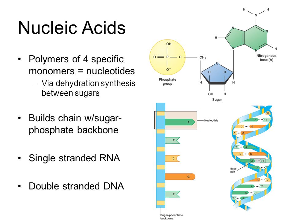 Molecular Biology Expanding On Macromolecules Dna Rna Dna And Rna Macromolecules Polymers Of Nucleotides Double Stranded Or Single Stranded Sugar Phosphate Ppt Download