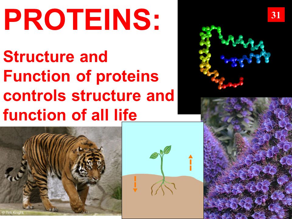 PROTEINS: Structure and Function of proteins controls structure and function of all life 31