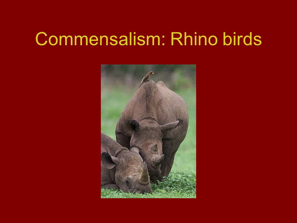 Commensalism: Rhino birds