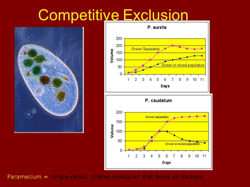 Paramecium = single-celled, ciliated protozoan that feeds on bacteria. Competitive Exclusion