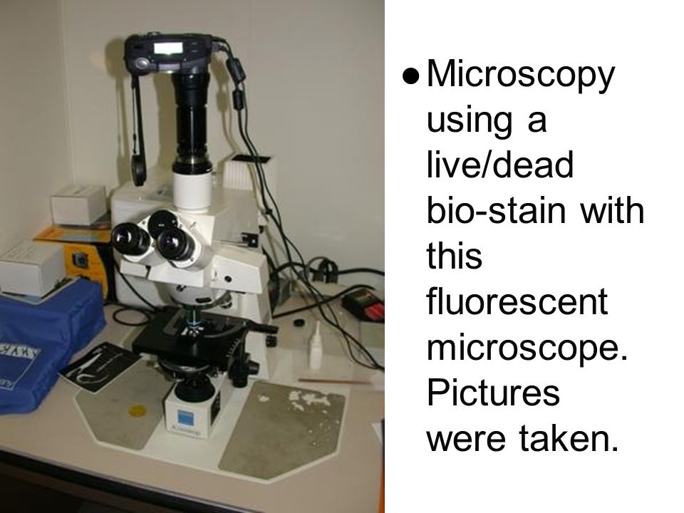 l Microscopy using a live/dead bio-stain with this fluorescent microscope. Pictures were taken.