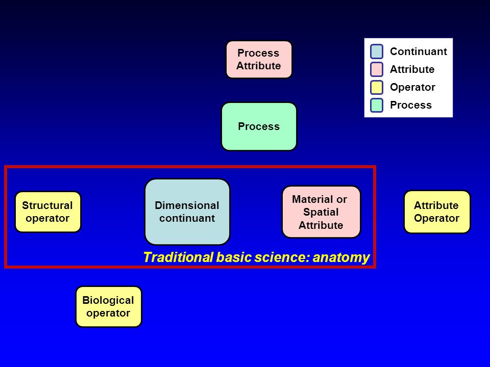 Traditional basic science: anatomy Attribute Operator Material or Spatial Attribute Structural operator Biological operator Process Attribute Dimensional continuant Process Attribute Continuant Operator Process
