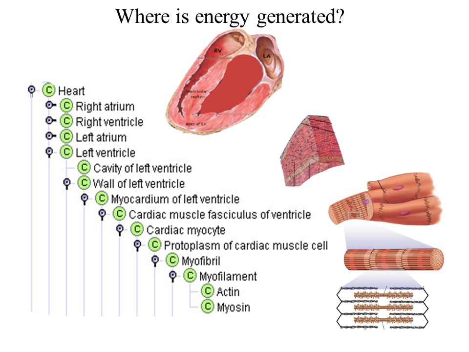 Where is energy generated