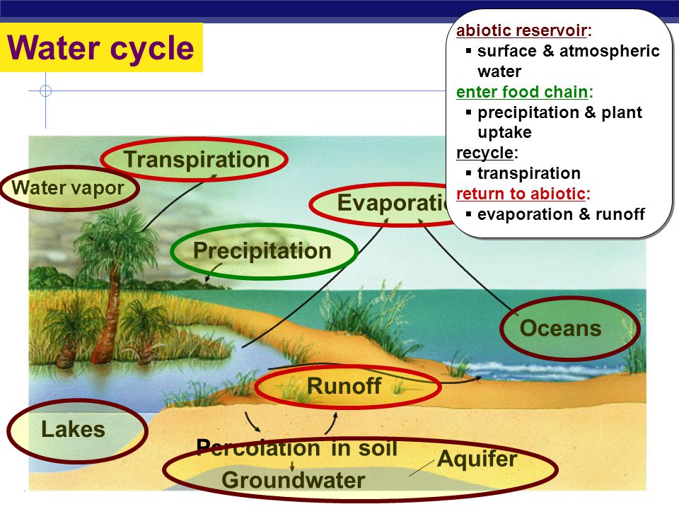 AP Biology Phosphorus cycle Loss to deep sediment Rocks and minerals Soluble soil phosphate Plants and algae Plants Urine Land animals Precipitates Aquatic animals Animal tissue and feces Animal tissue and feces Decomposers (bacteria and fungi) Decomposers (bacteria & fungi) Phosphates in solution Loss in drainage abiotic reservoir:  rocks, minerals, soil enter food chain:  erosion releases soluble phosphate  uptake by plants recycle:  decomposing bacteria & fungi return to abiotic:  loss to ocean sediment abiotic reservoir:  rocks, minerals, soil enter food chain:  erosion releases soluble phosphate  uptake by plants recycle:  decomposing bacteria & fungi return to abiotic:  loss to ocean sediment