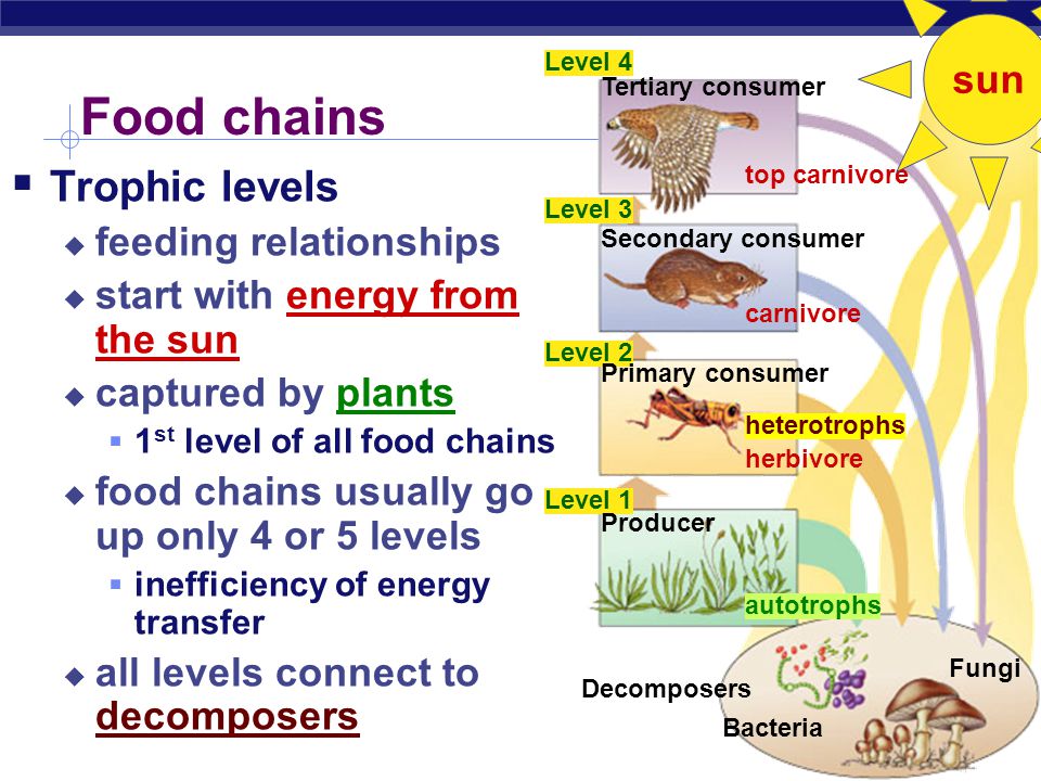 AP Biology Energy flows through ecosystems sun producers (plants) loss of energy secondary consumers (carnivores) secondary consumers (carnivores) primary consumers (herbivores) primary consumers (herbivores)