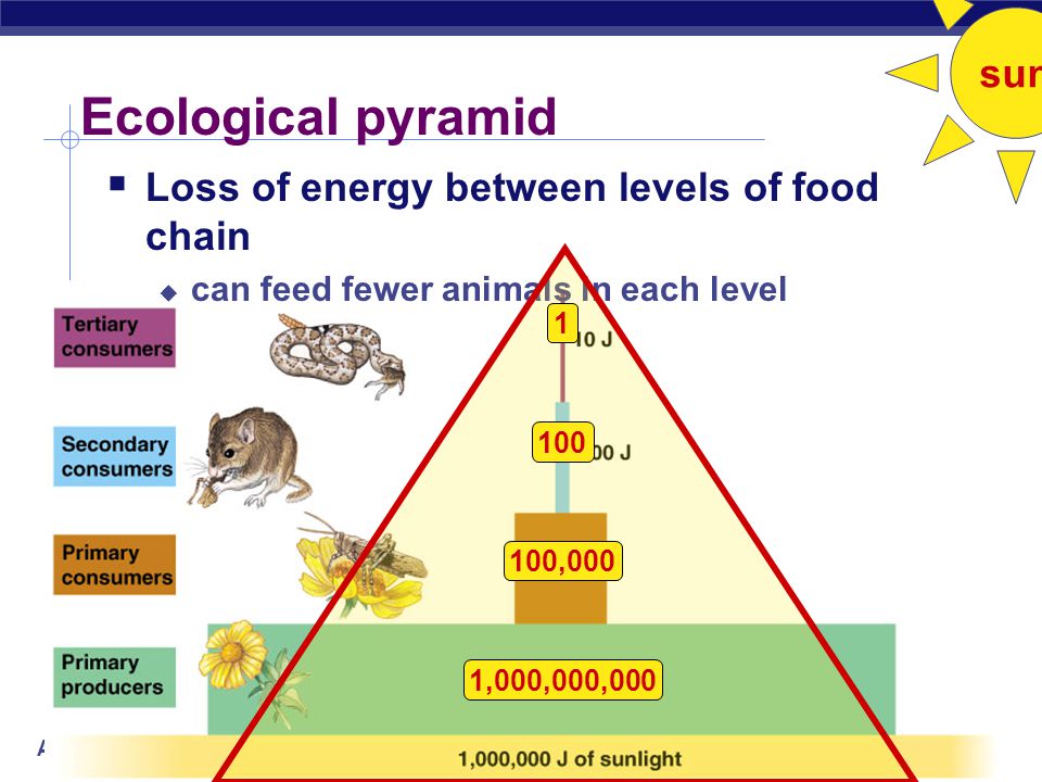 AP Biology Inefficiency of energy transfer  Loss of energy between levels of food chain  To where is the energy lost.