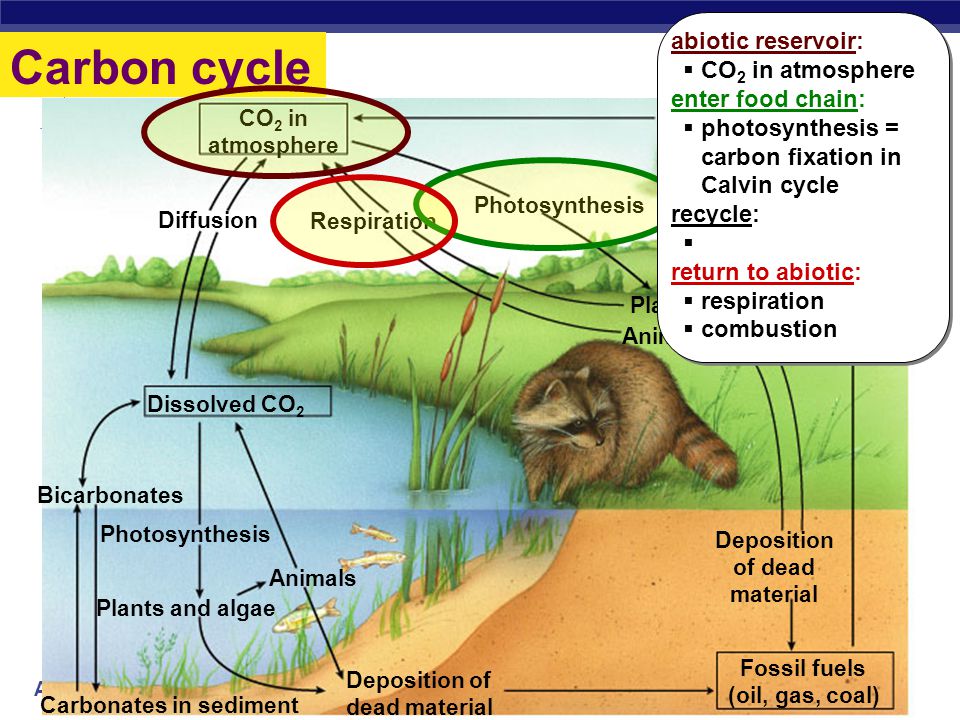 AP Biology consumers decomposers abiotic reservoir nutrients made available to producers geologic processes Generalized Nutrient cycling consumers Decomposition connects all trophic levels