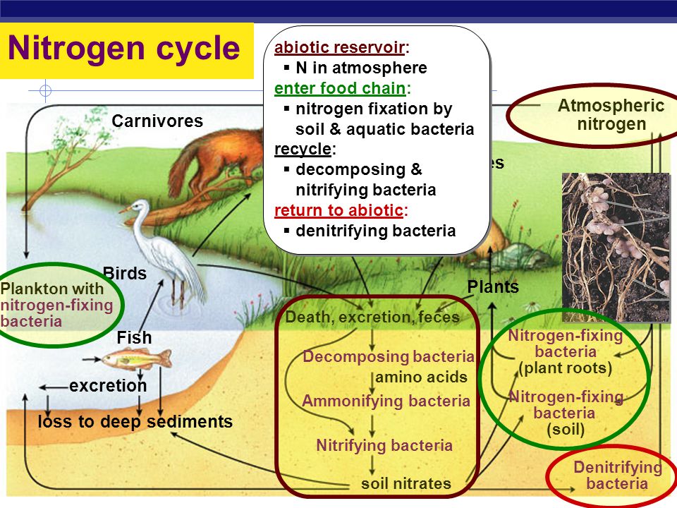 AP Biology Carbon cycle CO 2 in atmosphere Diffusion Respiration Photosynthesis Plants and algae Plants Animals Industry and home Combustion of fuels Animals Carbonates in sediment Bicarbonates Deposition of dead material Deposition of dead material Fossil fuels (oil, gas, coal) Dissolved CO 2 abiotic reservoir:  CO 2 in atmosphere enter food chain:  photosynthesis = carbon fixation in Calvin cycle recycle:  return to abiotic:  respiration  combustion abiotic reservoir:  CO 2 in atmosphere enter food chain:  photosynthesis = carbon fixation in Calvin cycle recycle:  return to abiotic:  respiration  combustion