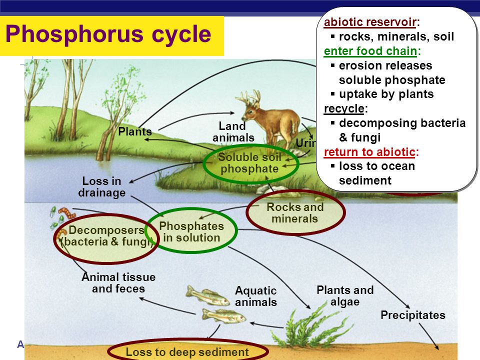 AP Biology Birds Herbivores Plants amino acids Carnivores Atmospheric nitrogen loss to deep sediments Fish Plankton with nitrogen-fixing bacteria Nitrogen-fixing bacteria (plant roots) Nitrogen-fixing bacteria (soil) Denitrifying bacteria Death, excretion, feces Nitrifying bacteria soil nitrates excretion Decomposing bacteria Ammonifying bacteria Nitrogen cycle abiotic reservoir:  N in atmosphere enter food chain:  nitrogen fixation by soil & aquatic bacteria recycle:  decomposing & nitrifying bacteria return to abiotic:  denitrifying bacteria abiotic reservoir:  N in atmosphere enter food chain:  nitrogen fixation by soil & aquatic bacteria recycle:  decomposing & nitrifying bacteria return to abiotic:  denitrifying bacteria