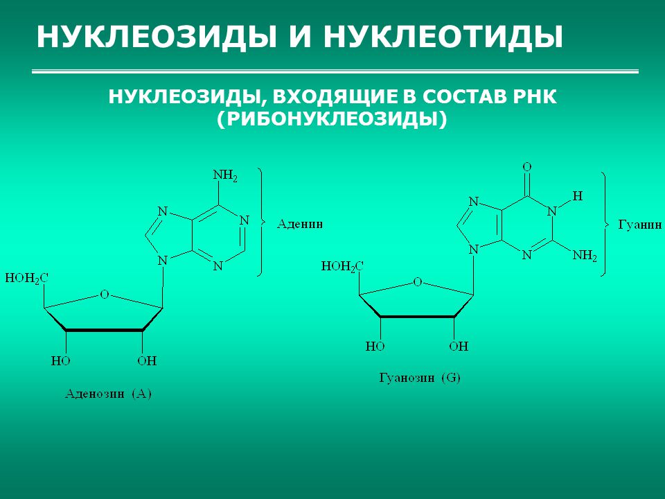 Напишите схемы образования нуклеотидов в состав которых входит аденин