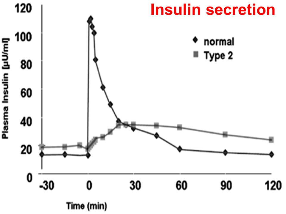 Insulin secretion