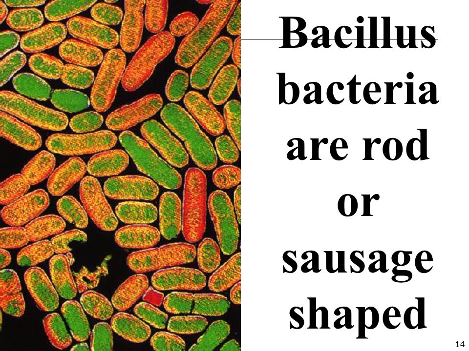 14 Bacillus bacteria are rod or sausage shaped