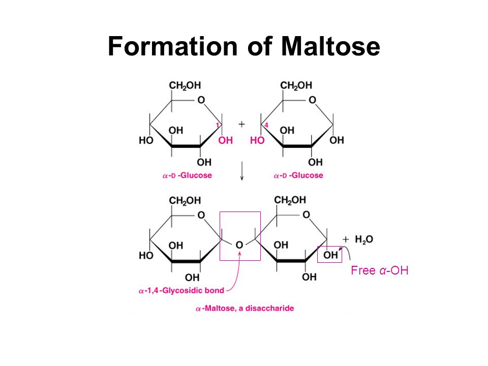 Formation of Maltose Free α-OH
