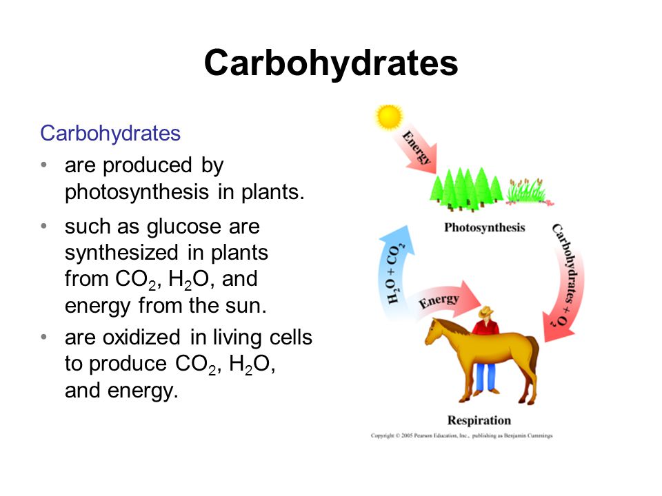 Carbohydrates are produced by photosynthesis in plants.