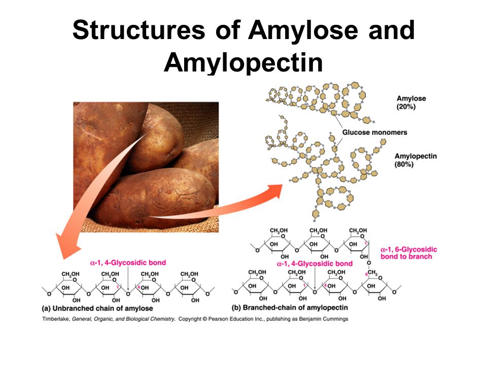 Structures of Amylose and Amylopectin
