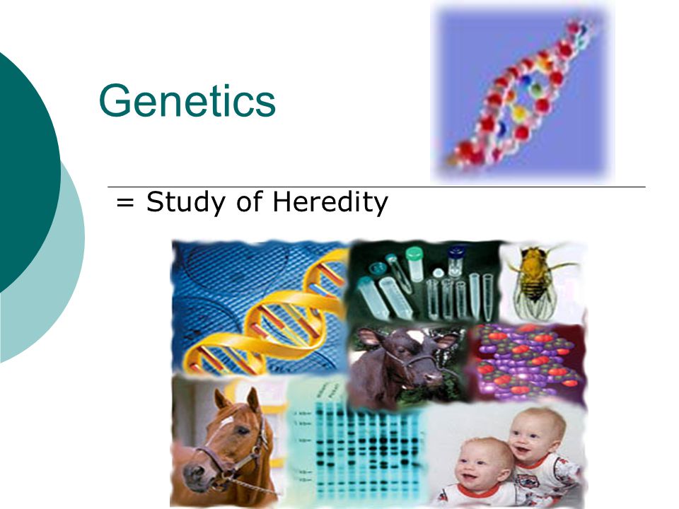 Genetics = Study of Heredity
