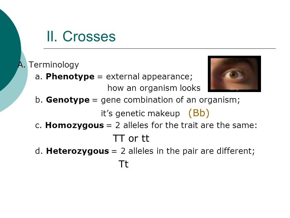 II. Crosses A. Terminology a. Phenotype = external appearance; how an organism looks b.