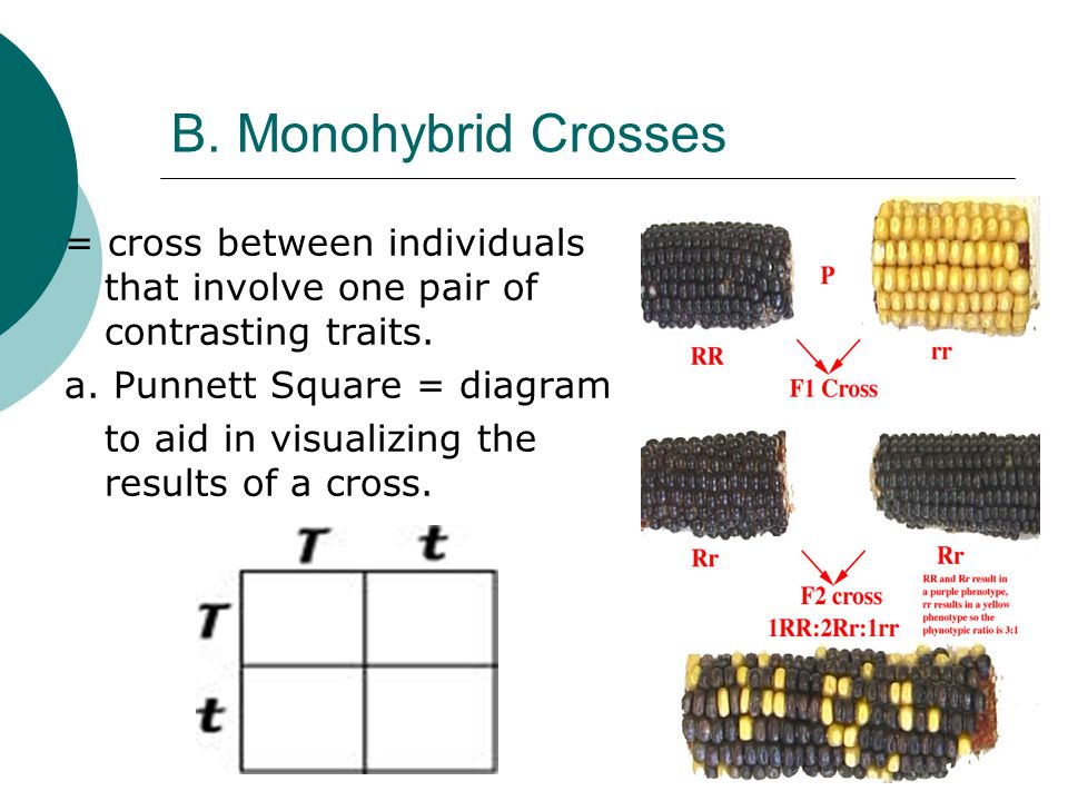 B. Monohybrid Crosses = cross between individuals that involve one pair of contrasting traits.